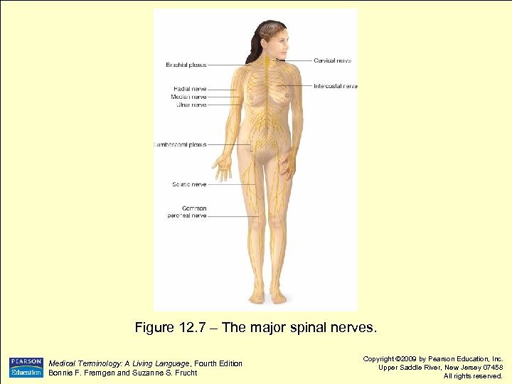 Figure 12. 7 – The major spinal nerves. Medical Terminology: A Living Language, Fourth