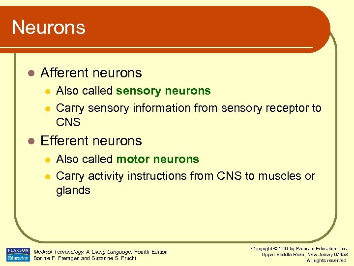 Neurons l Afferent neurons l l l Also called sensory neurons Carry sensory information