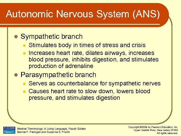 Autonomic Nervous System (ANS) l Sympathetic branch l l l Stimulates body in times