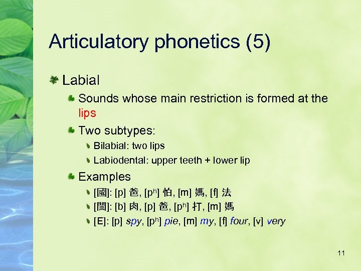 Articulatory phonetics (5) Labial Sounds whose main restriction is formed at the lips Two