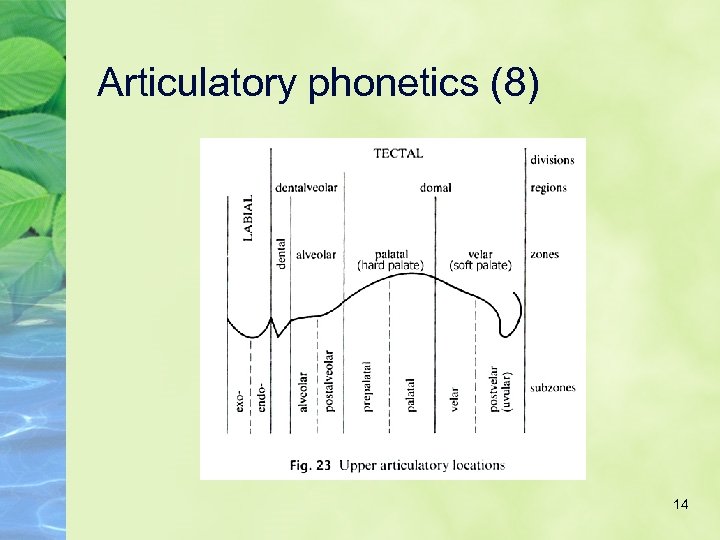 Articulatory phonetics (8) 14 