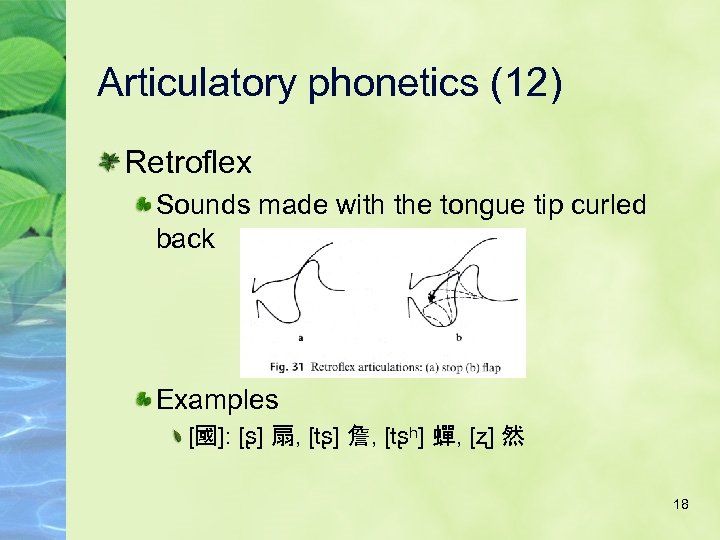 Articulatory phonetics (12) Retroflex Sounds made with the tongue tip curled back Examples [國]: