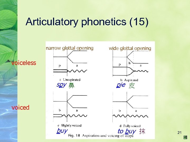 Articulatory phonetics (15) narrow glottal opening wide glottal opening voiceless spy 鼻 pie 皮