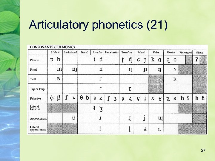 Articulatory phonetics (21) 27 