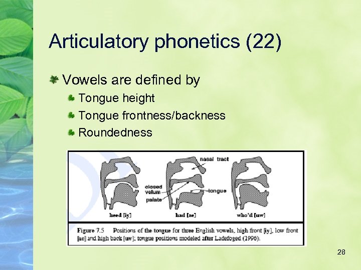 Articulatory phonetics (22) Vowels are defined by Tongue height Tongue frontness/backness Roundedness 28 