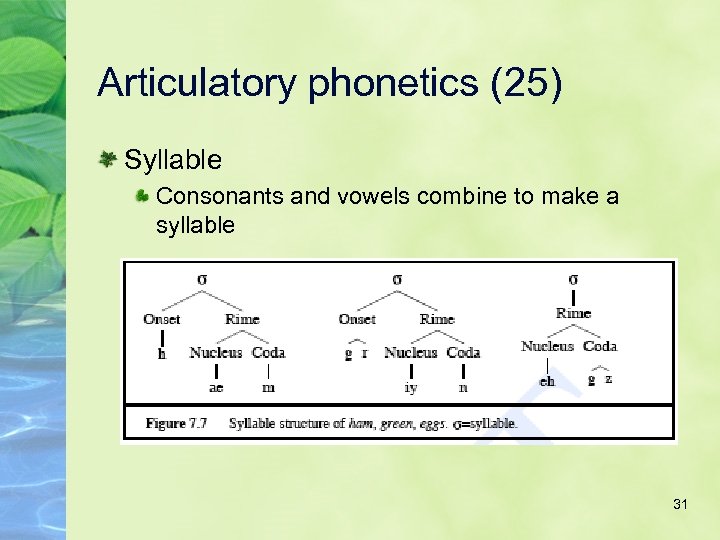 Articulatory phonetics (25) Syllable Consonants and vowels combine to make a syllable 31 