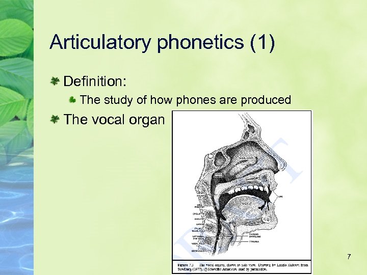 Articulatory phonetics (1) Definition: The study of how phones are produced The vocal organ