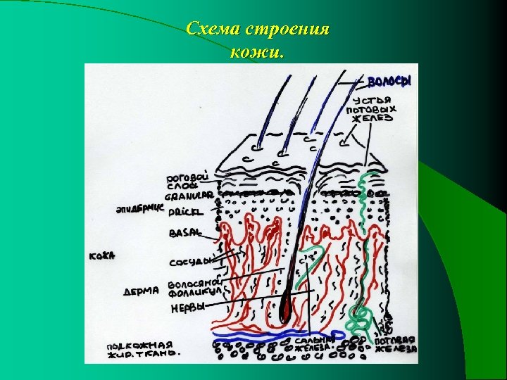 Схема строения кожи. 