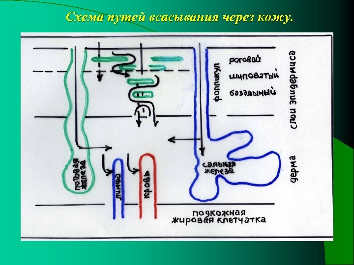 Схема путей всасывания через кожу. 