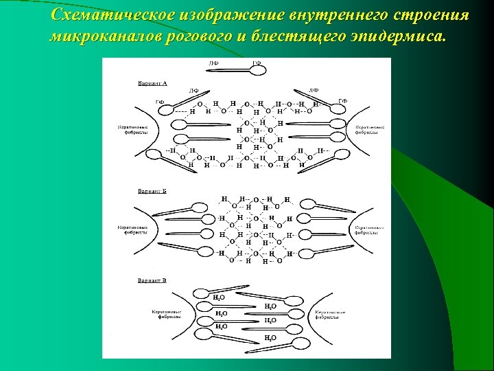 Схематическое изображение внутреннего строения микроканалов рогового и блестящего эпидермиса. 