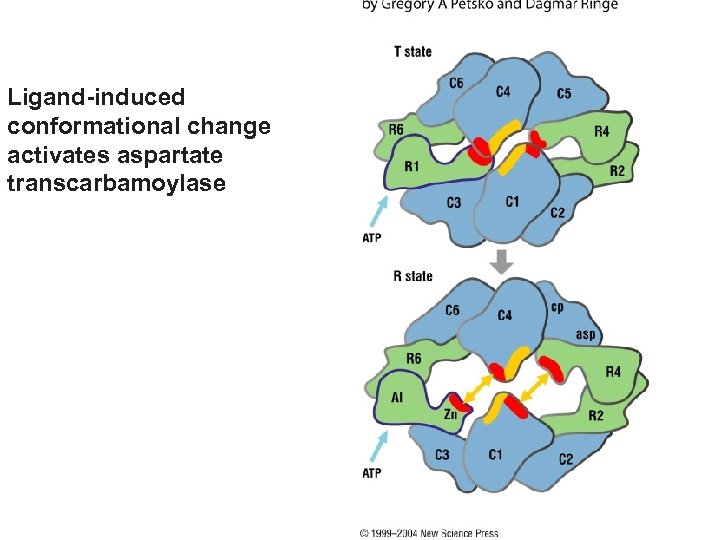 Ligand-induced conformational change activates aspartate transcarbamoylase 