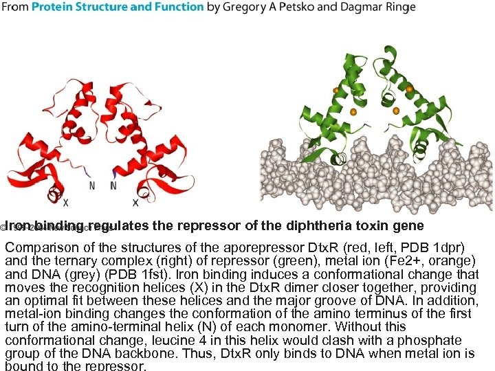 Iron binding regulates the repressor of the diphtheria toxin gene Comparison of the structures