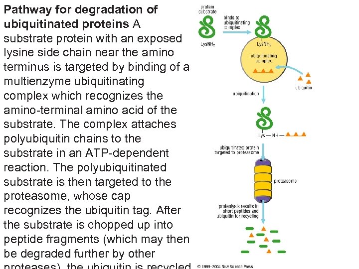 Pathway for degradation of ubiquitinated proteins A substrate protein with an exposed lysine side