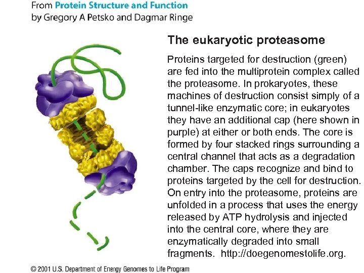 The eukaryotic proteasome Proteins targeted for destruction (green) are fed into the multiprotein complex