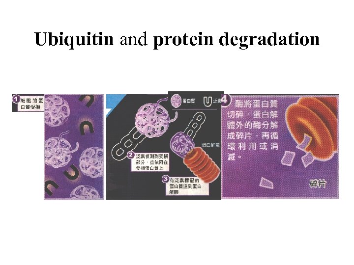 Ubiquitin and protein degradation 