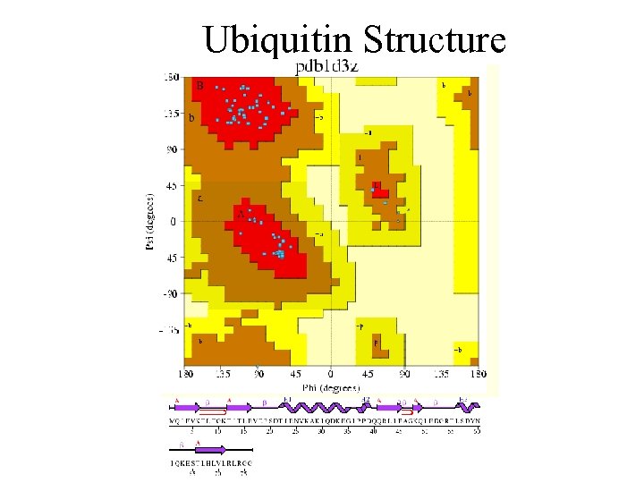 Ubiquitin Structure 
