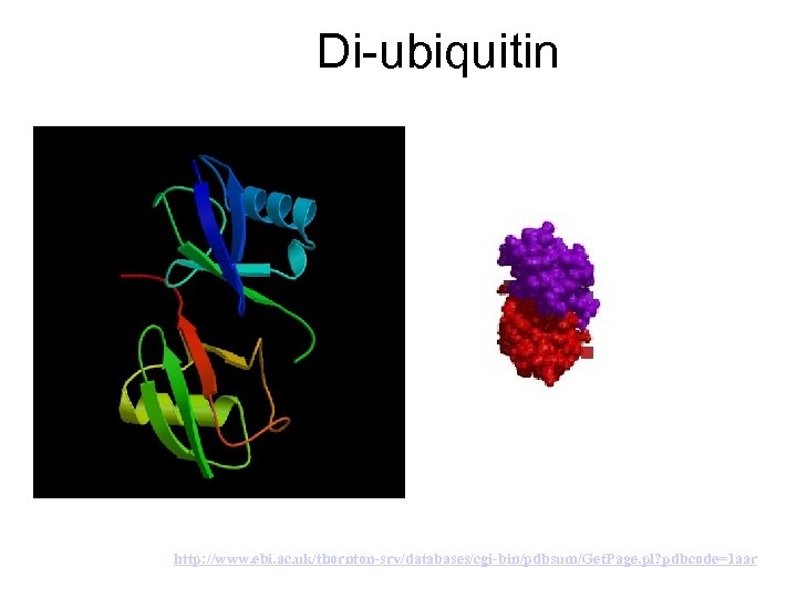 Di-ubiquitin http: //www. ebi. ac. uk/thornton-srv/databases/cgi-bin/pdbsum/Get. Page. pl? pdbcode=1 aar 