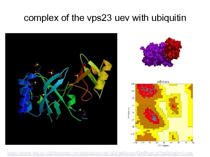 complex of the vps 23 uev with ubiquitin http: //www. ebi. ac. uk/thornton-srv/databases/cgi-bin/pdbsum/Get. Page.