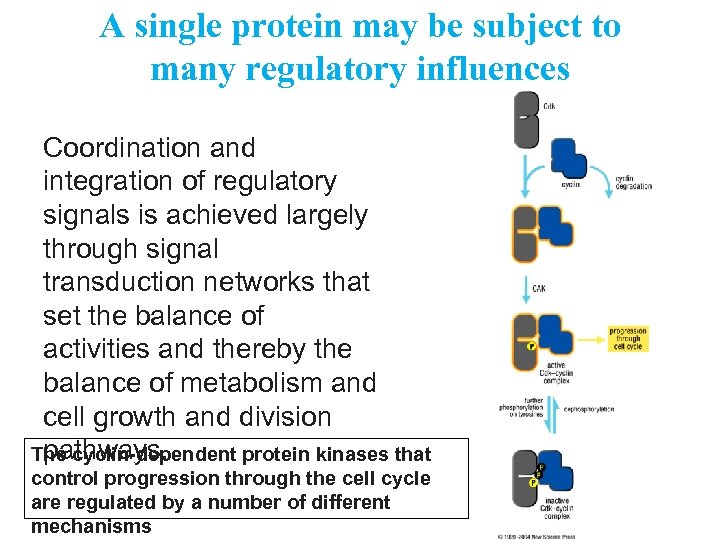 A single protein may be subject to many regulatory influences Coordination and integration of