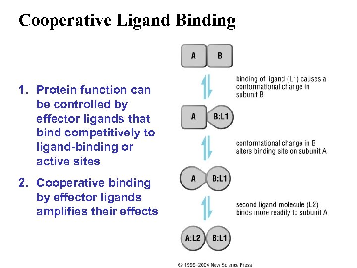 Cooperative Ligand Binding 1. Protein function can be controlled by effector ligands that bind