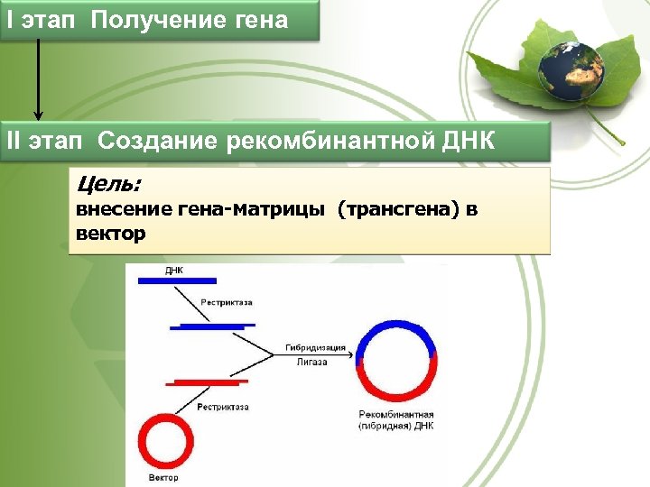 I этап Получение гена II этап Создание рекомбинантной ДНК Цель: внесение гена-матрицы (трансгена) в