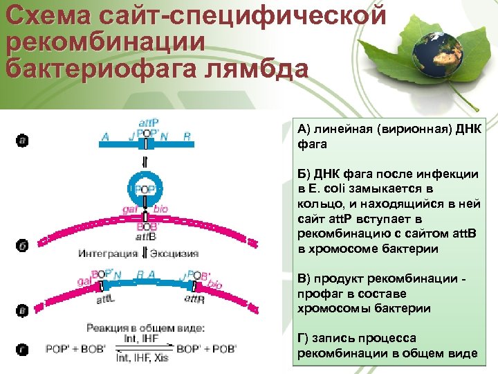 Схема сайт-специфической рекомбинации бактериофага лямбда А) линейная (вирионная) ДНК фага Б) ДНК фага после