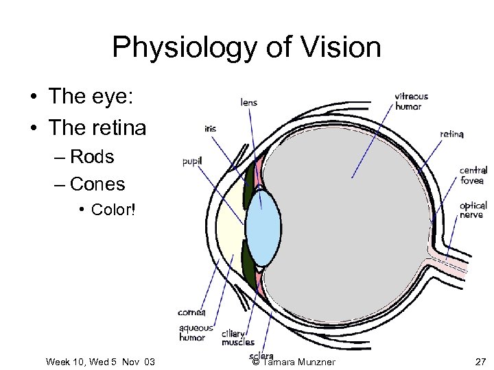 Physiology of Vision • The eye: • The retina – Rods – Cones •