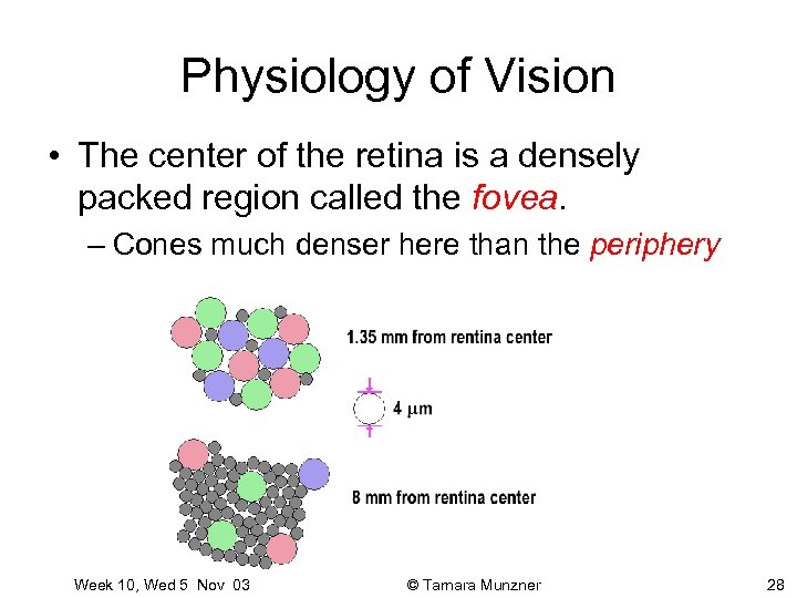 Physiology of Vision • The center of the retina is a densely packed region