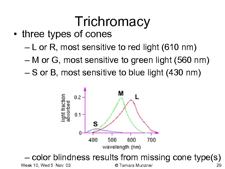 Trichromacy • three types of cones – L or R, most sensitive to red