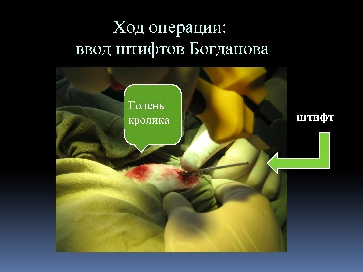 Ход операции: ввод штифтов Богданова Голень кролика штифт 