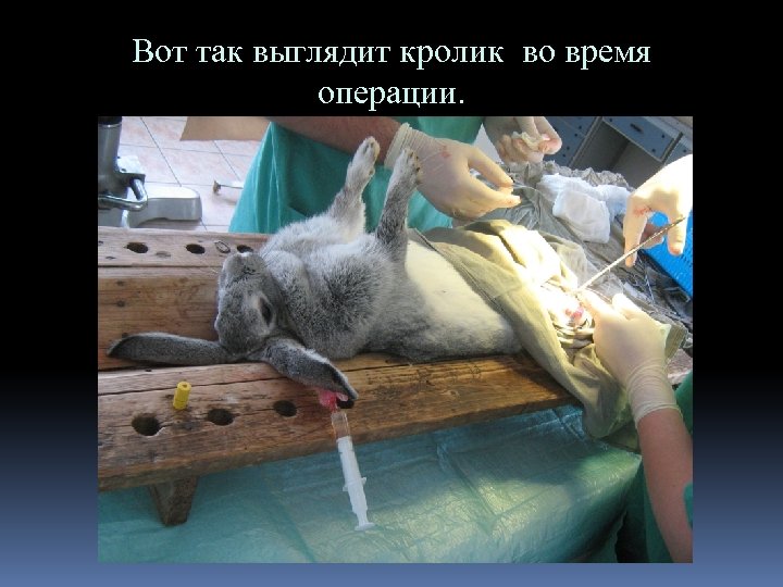 Вот так выглядит кролик во время операции. 