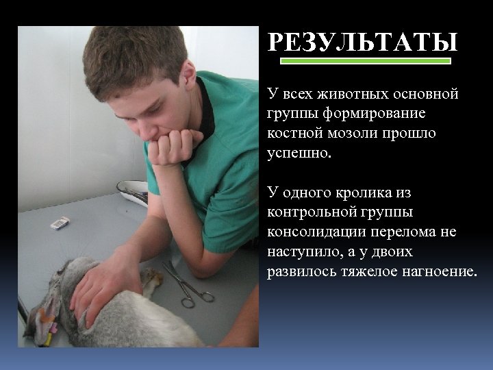 РЕЗУЛЬТАТЫ У всех животных основной группы формирование костной мозоли прошло успешно. У одного кролика