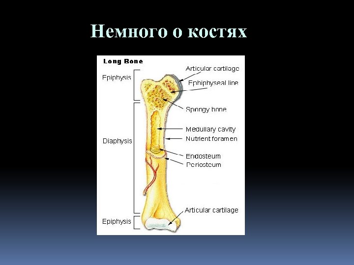 Немного о костях 