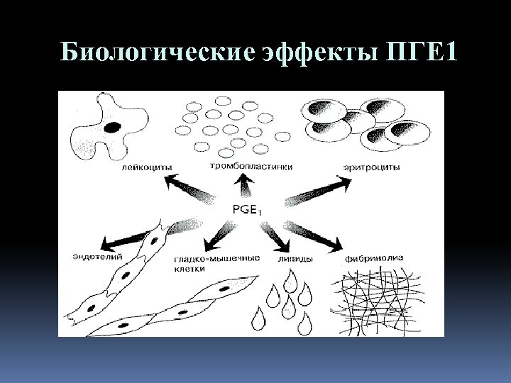 Биологические эффекты ПГЕ 1 