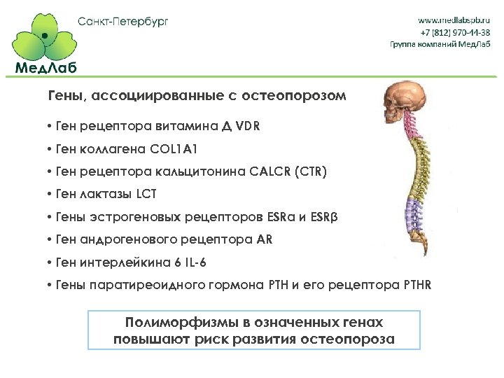 Гены, ассоциированные с остеопорозом • Ген рецептора витамина Д VDR • Ген коллагена COL