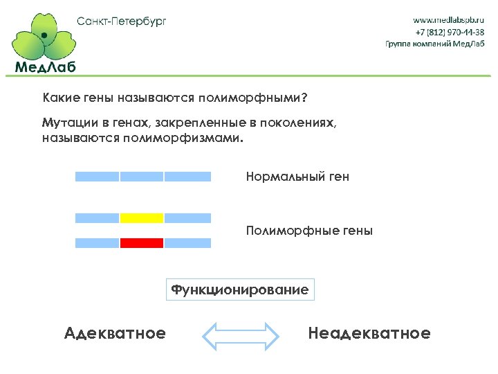 Какие гены называются полиморфными? Мутации в генах, закрепленные в поколениях, называются полиморфизмами. Нормальный ген