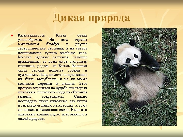 Дикая природа n Растительность Китая очень разнообразна. На юге страны встречаются бамбук и другие