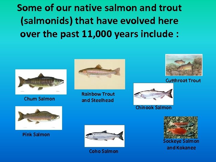 Some of our native salmon and trout (salmonids) that have evolved here over the