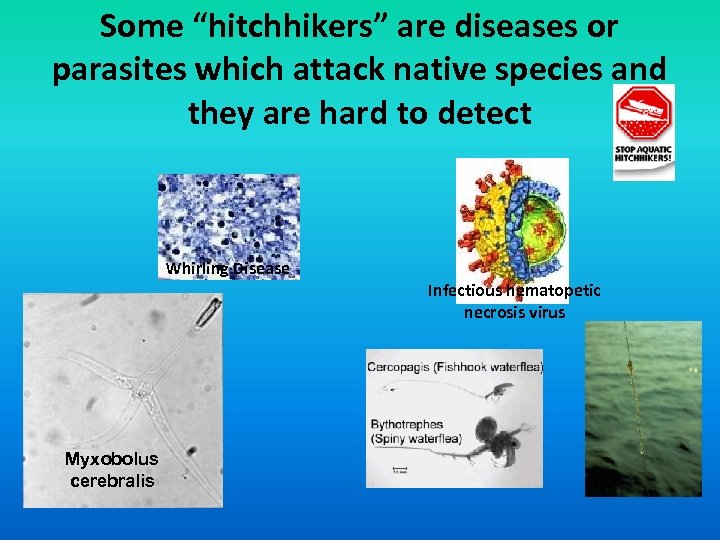 Some “hitchhikers” are diseases or parasites which attack native species and they are hard