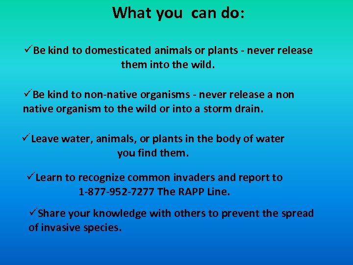 What you can do: üBe kind to domesticated animals or plants - never release