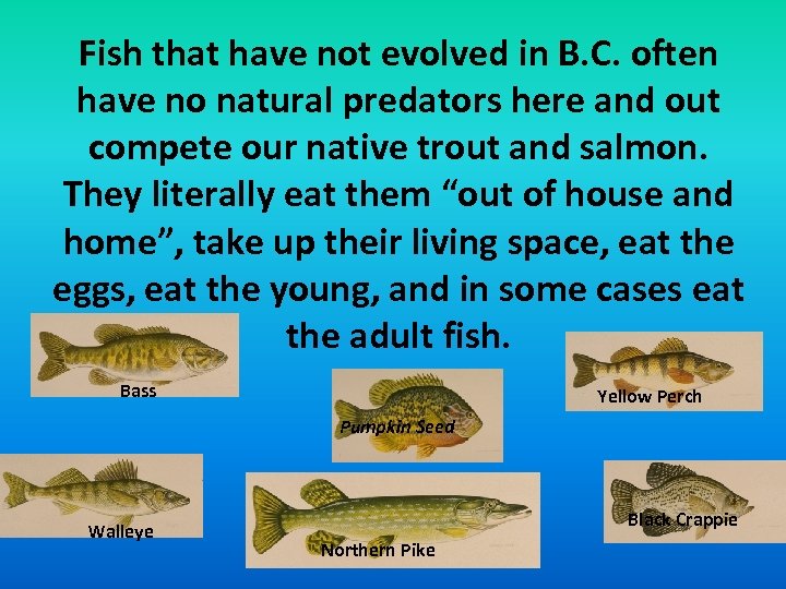 Fish that have not evolved in B. C. often have no natural predators here