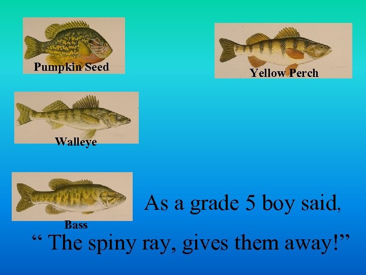 Pumpkin Seed Yellow Perch Walleye As a grade 5 boy said, Bass “ The