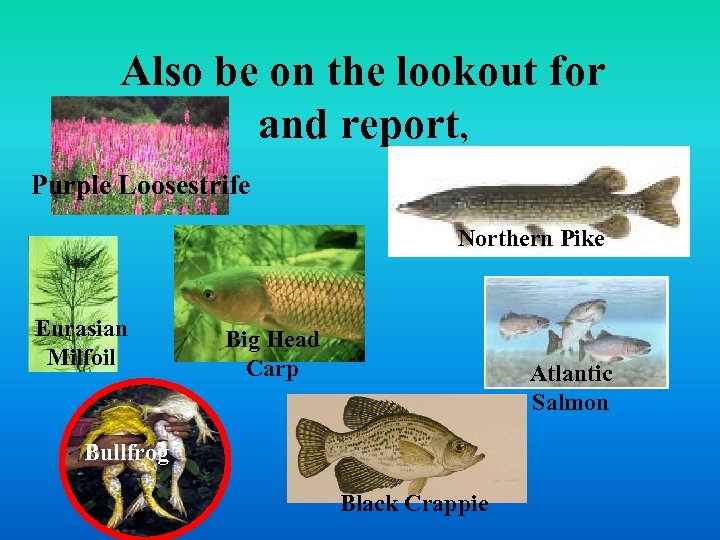 Also be on the lookout for and report, Purple Loosestrife Northern Pike Eurasian Milfoil