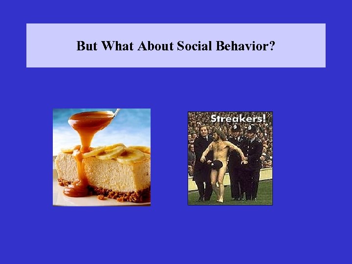 But What About Social Behavior? 