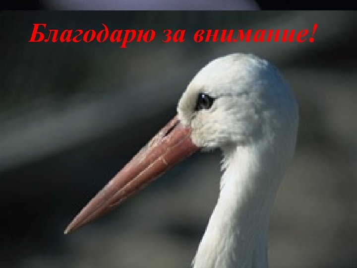 Благодарю за внимание! 