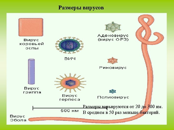 Размеры вирусов Размеры варьируются от 20 до 300 нм. В среднем в 50 раз