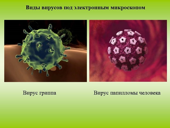 Виды вирусов. Виды вирусов человека. Вирусы виды вирусов. 4 Вида вирусов.