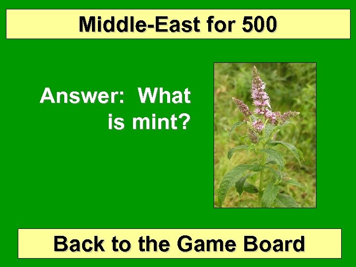 Middle-East for 500 Answer: What is mint? Back to the Game Board 