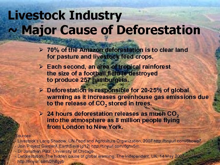 Livestock Industry ~ Major Cause of Deforestation Ø 70% of the Amazon deforestation is