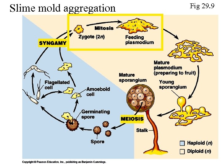 Slime mold aggregation Fig 29. 9 